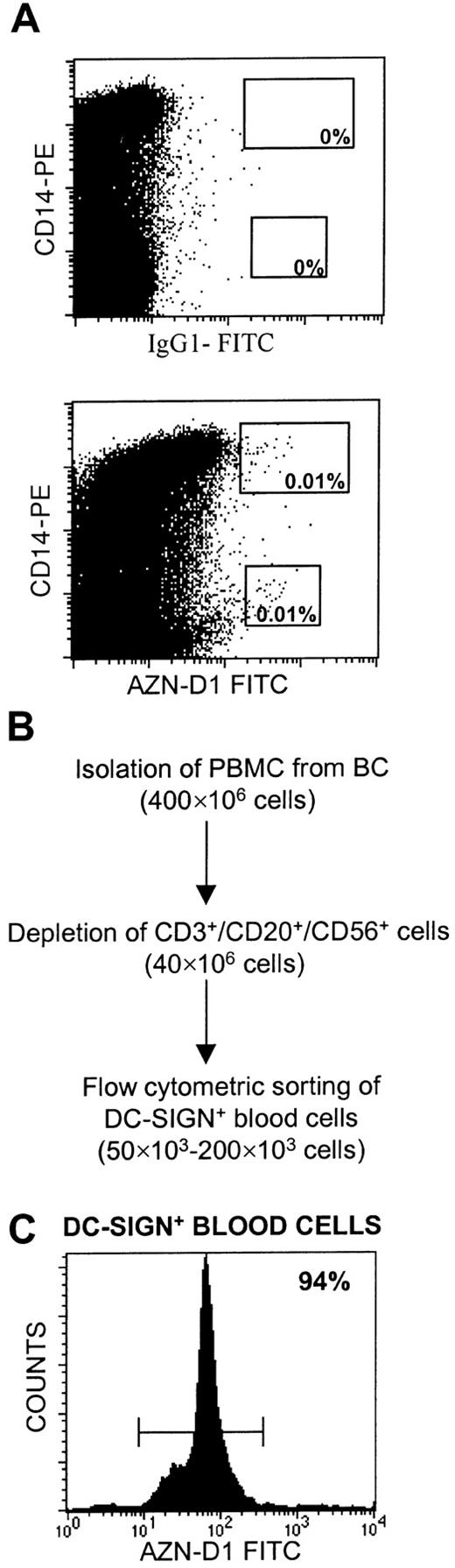 Fig. 1. Isolation of DC-SIGN+ blood cells from PBMCs. / (A) Total blood was stained with anti-CD14–PE and anti–DC-SIGN–FITC antibodies or with IgG1 isotype control antibodies coupled to FITC. (B) PBMCs were immunomagnetically depleted of T, B, and NK cells, using anti-CD3, anti-CD20, and anti-CD56, respectively, followed by positive flow cytometric sorting of DC-SIGN+ cells stained with FITC-conjugated anti–DC-SIGN (AZN-D1) antibody. The number of cells at each isolation step is shown. (C) DC-SIGN+ blood cells were obtained with more than 90% purity, as shown by re-examination of the cell population isolated as described in panel B. A representative experiment is shown.