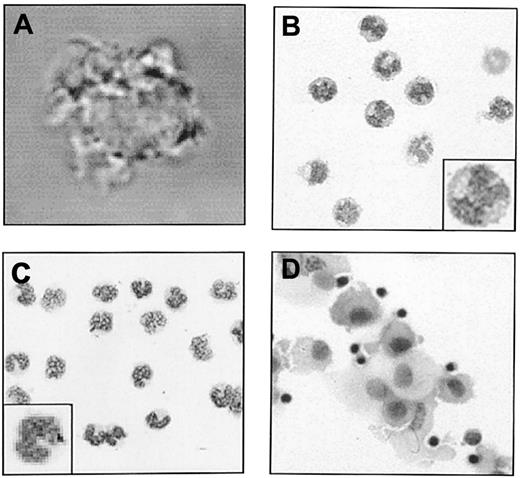 Fig. 2. DC-SIGN+ blood cells display a unique morphology. / (A) After the isolation procedure, DC-SIGN+ blood cells were allowed to recover for 2 hours at 37°C without addition of any cytokines. Note the veiledlike cytoplasmic extensions. Cytospins of DC-SIGN+ blood cells (B), monocytes (C), and immature DCs (D) were stained with hematoxylin-eosin to compare morphology. Inset shows a higher magnification. Representative cells are shown. Original magnification A, ×60; B-D, ×20; insets, ×40.