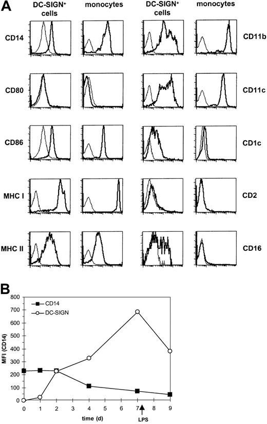 Fig. 3. DC-SIGN+ blood cells express CD14, MHC, adhesion, and costimulatory molecules and differ from monocytes. / (A) DC-SIGN+ blood cells and monocytes were stained with PE-conjugated monoclonal antibodies as indicated (bold line). The thin line represents the isotype-matched control. (B) Blood monocytes were cultured in the presence of IL-4 and GM-CSF for 7 days and matured by addition of LPS for 48 hours. The expression of DC-SIGN and CD14 was analyzed at different days as indicated. Results are representative for at least 3 independent experiments.