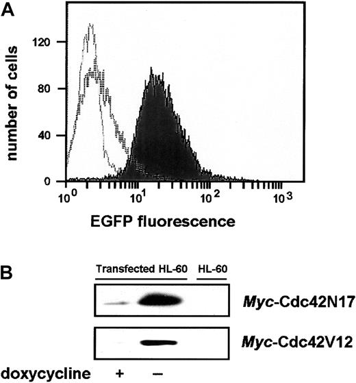 Fig. 2. Analysis of the doxycycline-induced bicistronic protein expression. / (A) Fluorescence-activated cell sorting (FACS) analysis of EGFP expression. Overlays of histogram plots, scoring the number of cells for a given fluorescence intensity, are presented. The unfilled light gray curve corresponds to the background fluorescence profile of tTA-expressing parental cells. The unfilled and filled dark gray curves correspond to the fluorescence profiles of cells grown in the presence or absence of doxycycline, respectively. (B) Expression of themyc-tagged Cdc42N17 or Cdc42V12 proteins. Cell lysates were subjected to immunoprecipitation with anti–c-mycantibodies. Dominant-inhibitory proteins were detected by immunoblot with anti-Cdc42 antibodies. Untransfected HL-60 cells were used as control.