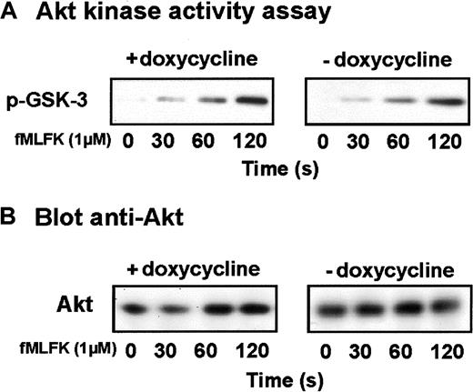 Fig. 5. Cdc42N17 has no effect on PI3Kγ activation. / (A) HL-60 cells expressing Cdc42N17 were differentiated with Bt2cAMP in the presence or absence of doxycycline and stimulated for various periods of time with fMLFK. The PI3Kγ-downstream effector Akt was selectively immunoprecipitated from cell lysates. In a kinase assay, phosphorylation of the Akt substrate GSK-3 was measured by Western immunoblotting using a phospho-GSK3 antibody. Results are representative of 2 independent experiments. (B) Western blot analysis with anti-Akt antibody was performed to assess the amount of immunoprecipitated Akt kinase.