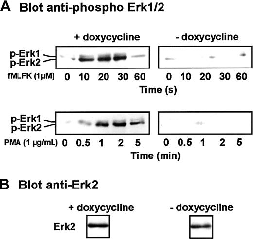 Fig. 7. Effect of the expression of Cdc42N17 on MAP kinase activation. / (A) Differentiated induced or uninduced cells were stimulated for various periods of time with fMLFK or PMA. Erk1/2 phosphorylation was detected after SDS-PAGE by Western immunoblotting with a phosphospecific antibody. (B) A fraction of an unstimulated cell lysate was probed with an anti-Erk2 antibody. Results are representative of 3 independent experiments.