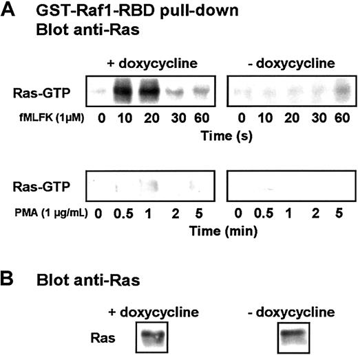Fig. 8. The expression of Cdc42N17 inhibits Ras activation. / (A) Differentiated induced or uninduced cells were stimulated for indicated time with 1 μM fMLFK or 1 μg/mL PMA. Cells from withdrawn aliquots were lysed, and Ras-GTP pull-down was performed using a GST-fusion of the Raf1 Ras-binding domain. The isolated Ras was detected after SDS-PAGE by Western blot analysis using an anti-Ras antibody. (B) A fraction of an unstimulated cell lysate was probed with an anti-Ras antibody. The figure is representative of 3 independent experiments.