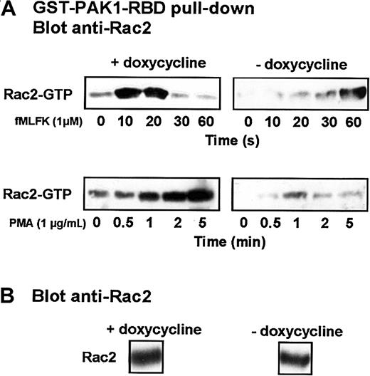 Fig. 9. Expression of Cdc42N17 interferes with Rac2 activation. / (A) Differentiated induced or uninduced cells were stimulated with 1 μM fMLFK or 1 μg/mL PMA. Aliquots were withdrawn at indicated times. Cells were lysed, and Rac-GTP pull-down was performed using a GST-fusion of the PAK1 Rac-binding domain. The isolated Rac2 was detected after SDS-PAGE by Western blot analysis using an anti-Rac2 antibody. (B) A fraction of an unstimulated cell lysate was probed with an anti-Rac2 antibody. Results are representative of 4 different experiments.