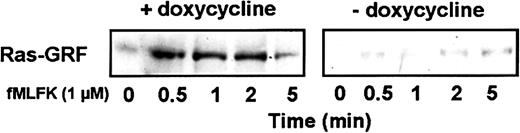 Fig. 10. Expression of Cdc42N17 inhibits the agonist-induced translocation of Ras-GRF to the membrane fraction. / Cells were differentiated with Bt2cAMP in the presence or absence of doxycycline. Aliquots were treated with 1 μM fMLFK for the indicated times and lysed. After subcellular fractionation, membrane fractions were submitted to SDS-PAGE. The amount of Ras-GRF at the membrane was determined by Western blotting with an anti–Ras-GRF antibody. The figure is representative of 3 different experiments.