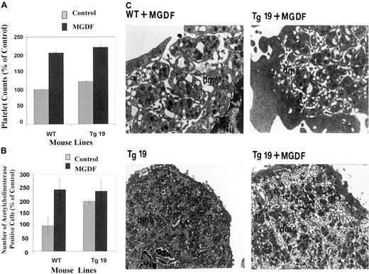 Fig. 6. Effects of Mpl ligand on platelet and megakaryocyte levels and structure in the BclxL transgenic and control mice. / (A) Level of circulating platelets on day 5 after a single injection of PEG-rmMGDF (50 μg/kg) in the peripheral blood of WT and Tg19 mice. Numbers are averages ± SD for 3 different mice. (B) Number of acetylcholinesterase-positive cells in mouse BM after injection of PEG-rmMGDF (50 μg/kg). The numbers are averages ± SD for 2 mice, each with 3 determinations. Details are as in the legend for Figure 3. (C) Transmission electron micrograph of megakaryocytes from WT and Tg19 mice after PEG-rmMGDF injection. Original magnification, × 16 000 in the top panel and × 6800 in the lower panel.