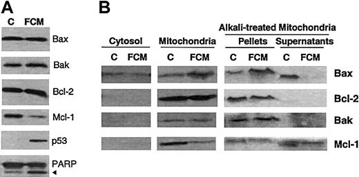 Fig. 3. Apoptosis-related proteins during drug-induced cell death. / (A) Whole-cell lysates were obtained from 2 × 106 cells from a representative CLL patient incubated in the absence (C) or presence of the FCM combination for 24 hours, and analyzed by Western blot. (B) Cytosolic and mitochondrial fractions were obtained from 50 × 106 cells incubated in the absence (C) or presence of the FCM combination for 24 hours. Mitochondrial fractions were either untreated or treated with alkali. All fractions were analyzed by Western blot. The position of the proteolytic fragment (85 kd) of PARP is indicated by an arrow.