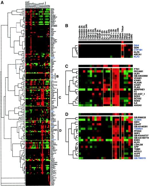 Fig. 3. One-way complete linkage clustering of microarray data. / The custom microarray expression data of endothelial cells exposed to a variety of modulators was clustered on the basis of similar regulation patterns using GeneCluster/TreeView.20 HUVECs were exposed to a pulsatile shear stress of 19 ± 12 dyne/cm2 in an artificial capillary system. Static cultures were stimulated with TNF-α, IL-1β, TGF-β, VEGF, or thrombin for 2, 6, and 24 hours. Expression profiles for HL-60, HeLa, and SMC cells were included after normalization to GAPDH. (A) The self-organizing map and hierarchical tree show the total cluster of all genes after data filtering, only including genes in the analysis that had hybridization signals above 10% of the GAPDH signal with at least one of the stimuli/conditions used. The 12 flow-responsive genes identified in this study are shown in blue. Specific clusters shown are genes induced exclusively by shear stress (B), genes induced by IL-1β and TNF-α (C), and genes induced by TNF-α and shear stress (D). Clusters shown in panels B-D are headed by a single row of colored squares representing the general trend of the cluster. Colors of the squares represent the relative expression of the genes in the condition given in the column heading as established after median centering of normalized hybridization signals. Red and green represent higher and lower expression than the median for that particular gene, respectively. Color intensity is related to the difference with the median (black).