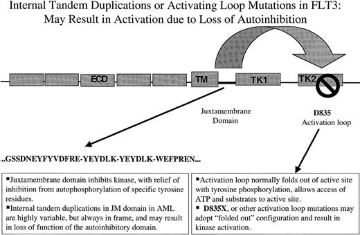 Fig. 1. Two types of activating mutations in FLT3 are associated with AML. / The first type consists of ITDs of amino acids in the JM domain. These are variable in length from patient to patient, but are always in-frame. These repeat sequences may serve to disrupt autoinhibitory activity of the JM domain resulting in constitutive tyrosine kinase activation. The second type of mutation are point mutations in the so-called activation loop of the second tyrosine kinase domain. Mutation at a specific aspartic acid residue, Asp835, which is highly conserved among tyrosine kinases, also results in constitutive FLT3 activation. In the context of other tyrosine kinases, activation loops are thought also to exert autoinhibitory function by limited access of ATP and substrate to the catalytic domain. Mutations at this site are thought to alter the configuration of the activation loop in a manner similar to that of ligand-induced conformational changes, resulting in increased access of ATP and substrate. ECD indicates extracellular domain; TM, transmembrane domain; JM, juxtamembrane domain; TK, tyrosine kinase domain; KI, kinase insert.