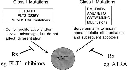 Fig. 2. Model of cooperativity of activating mutations in FLT3 and gene rearrangements involving hematopoietic transcription factors. / The model of cooperativity is based in part on the observation that FLT3-ITD mutations have been associated with all FAB subtypes of AML, and with the majority of known chromosomal translocations associated with AML, including the t(8;21), inv(16), t(15;17), and MLL gene rearrangements. We hypothesize that there are 2 broad classes of mutations that contribute to AML: class I and class II mutations. FLT3-ITD would be exemplary of a class I mutations that, alone, confers a proliferative and survival advantage to hematopoietic progenitors but does not affect differentiation. Consistent with this hypothesis, expression of FLT3-ITD alone in a murine BMT assay results in a myeloproliferative phenotype characterized by leukocytosis and normal differentiation. Another example of class I mutations would be activating mutations in N-RAS or K-RAS in AML. In contrast, class II mutations would be exemplified by AML1/ETO, CBFβ/SMMHC, PML/RARα, and MLL-related fusion genes appear to impair hematopoietic differentiation, but are not sufficient to cause leukemia when expressed alone. We hypothesize that expression of both classes of mutations results in the AML phenotype characterized by enhanced proliferation and survival capacity of progenitor cells, and by impaired differentiation. The hypothesis has important implications in approach to novel therapies of AML, in that molecular targeting of both FLT3-ITD and fusion proteins involving transcription factors may improve outcome in AML.
