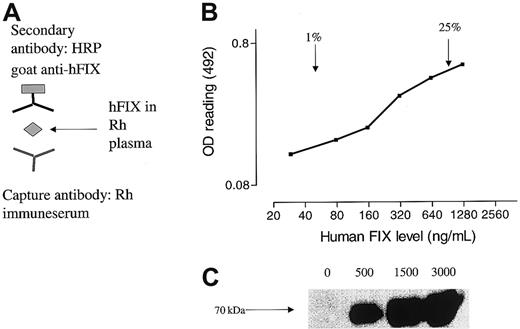 Fig. 1. Detection of hFIX in rhesus plasma. / (A) Schematic representation of ELISA in which hFIX in rhesus plasma was captured by anti-hFIX Abs (capture Ab). The level of hFIX antigen was then determined with an HRP-conjugated goat anti-hFIX polyclonal secondary Ab. (B) A typical standard curve obtained with our ELISA showing a relatively linear range for detection of hFIX above 1% to 25% of normal levels. (C) Western blot analysis. Rhesus plasma was spiked with a known concentration of hFIX (0-3000 ng/mL). The vitamin K–dependent proteins were then precipitated by using barium citrate, and 5 μg precipitated protein was analyzed by a Western blotting procedure using rhesus immune serum (RQ1305) as the primary Ab. A band (∼70 kDa) in the expected position for FIX on reducing gels was detected only in rhesus plasma spiked with hFIX.