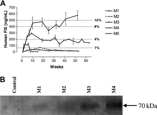 Fig. 2. Expression of hFIX in rhesus macaques after liver-targeted delivery of rAAV CAGG-FIX. / (A) ELISA assay. The hFIX concentration in rhesus plasma was determined at the indicated times after liver-directed administration of rAAV CAGG-FIX in 5 rhesus macaques (M1, ■; M2, - -⋄- -; M3, ▿; M4, ♦; and M5, ○). Samples from monkeys 1 to 4 were evaluated independently on 4 occasions; those from monkey 5 were assessed on 2 separate occasions. Results are means ± SEM. (B) Western blot analysis of barium citrate precipitated rhesus serum samples.
