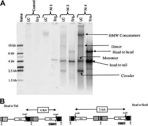 Fig. 3. Status of rAAV genome in rhesus liver after rAAV-mediated gene transfer. / (A) Southern blot analysis of DNA derived from liver biopsy specimens from monkey 2 (M2), monkey 3 (M3), and monkey 4 (M4) at 11, 9, and 6 months after liver-targeted delivery of rAAV CAGG-FIX. Each lane contains 10 μg uncut (UC) DNA or DNA digested with EcoRI, which cuts once within the transgene. The rAAV transgene was not detectable in DNA from the liver of a naive macaque (control). Four different rAAV species were detected in UC genomic DNA from the livers of monkeys 3 and 4, and these were deduced to represent HMW concatamers as well as double-stranded dimer, monomer, and circular forms (arrows). The EcoRI digest indicated that the rAAV transgene persists mainly as head-to-tail tandems with approximately a third maintained in the head-to-head orientation. (B) Schematic representation of the rAAV CAGG-FIX vector showing the position of the probe and the expected fragment size after EcoRI digestion of the vector.