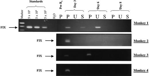 Fig. 4. Virus shedding after administration of rAAV in rhesus macaques. / A PCR-based assay was used to detect vector sequences in plasma (P), urine (U), and saliva (S) collected from monkeys 1 to 4 on the stipulated days after liver-targeted delivery of rAAV CAGG-FIX. The PCR primers were chosen specifically to amplify a 512-bp hFIX transgene–specific product (arrow labeled FIX). Standards consisting of serial dilutions of rAAV CAGG-FIX in rhesus plasma were used to define the sensitivity of the assay. Twenty percent of the samples were electrophoresed on a 1.5% agarose gel. Negative samples were spiked with vector plasmid and subjected to PCR to ensure that the sample did not inhibit the PCR reaction.