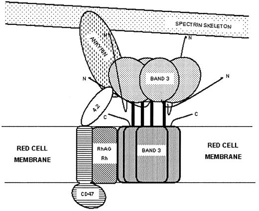 Fig. 5. Schematic representation of the link between the band 3 complex and the Rh complex. / The band 3 complex (band 3, ankyrin, protein 4.2, and GPA) and the Rh complex (Rh polypeptides, RhAG, CD47, and GPB) pack closely together, the association of protein 4.2 with CD47 forming one point of contact. For clarity GPA, GPB, LW, and other peripheral ligands of band 3 are not shown.