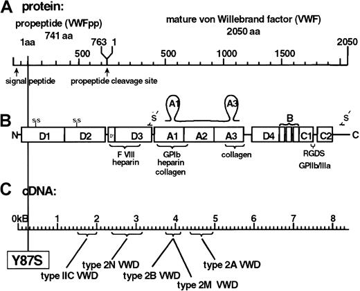 Fig. 2. VWF structure and binding sites in relationship to the VWFpp mutation. / (A) The protein schematic of the pre-pro-VWF molecule. The propeptide (VWFpp) is 741 aa's with a 22-aa signal peptide, and is cleaved intracellularly at residue 763. Mature VWF is 2050 aa's in length. (B) Structure and function of VWF domains. The modular array of the repeating domains of VWFpp and VWF is shown. Several known functions of VWF have been mapped specifically to domains, listed below the drawing. The s-s sites shown for the D1 and D2 domains represent the vicinal cystines. The —S— depicts the intermolecular cystines, which bridge the VWF monomers into dimers (C2) and multimers (D3). The functional A1 and A3 loops are also depicted, above the domains. (C) The cDNA structure of the VWF. The different VWD mutations, types IIC, 2N, 2B, 2M, and 2A, are listed below along with the site of the Tyr87Ser defect.