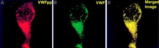 Fig. 5. Mutant Tyr87Ser-VWFpp facilitation of intracellular storage of VWF. / The mutant Tyr87Ser-VWFpp functions in trans to facilitate intracellular storage of VWF. The Tyr87Ser-VWFpp was coexpressed in trans with Δpro (mature VWF) as 2 separate plasmids. The fixed and permeabilized cells were immunolabeled as described in “Materials and methods.” Transfected cells were labeled with anti-VWF polyclonal antibodies (detected by FITC) and anti-VWFpp monoclonal antibodies (detected by TXR) to visualize the intracellular localization of VWF and VWFpp. Panel A shows anti-VWFpp staining (red); panel C shows anti-VWF staining (green); and panel B represents the merge of VWFpp and VWF (colocalization is shown in yellow). Tyr87Ser-VWFpp directs mature VWF into storage granules.