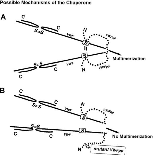 Fig. 7. Proposed intramolecular chaperone function of the VWFpp. / The propeptide of VWF functions as an intramolecular chaperone. The contiguous molecule folds VWF into the correct orientation necessary for proper intermolecular bridging by the cysteines in the adjacent dimers (panel A). The VWFpp role may be to tether the molecules together, allowing the cysteines to interact. The Tyr87Ser VWF defect and possibly other type IIC VWD defects cause the region to assume an incorrect configuration (panel B), and thus prevent the proper contact between adjacent dimers that results in a loss of N-terminal multimerization.