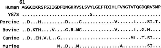 Fig. 8. High degree of homology in the D1 domain across species. / The VWFpp of human, porcine, bovine, canine, and murine VWF have been aligned. Shown in this Figure is a 60-aa span of the D1 domain for 5 species and the Tyr87Ser mutation in human sequence. Murine VWF has been reported for only a small portion of the D1 domain, shown here from residues 74 through 120. Only differences are shown, with · depicting a perfect homology match. Between the 5 species' VWFpp's, there is a very strong homology throughout this region in the D1 domain of perfectly conserved and well-conserved amino acids (86% to 95%), indicating that the Tyr87Ser mutation may alter the configuration of the region.