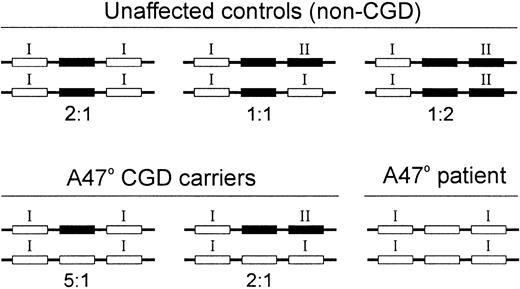 Fig. 5. Predicted. / ψNCF-1/NCF-1 genotypes based on observed ΔGT/GTGT ratios in unaffected individuals and in carriers and patients with A47°CGD. We have identified unaffected control individuals with 3 different ratios of ΔGT/GTGT sequence in exon 2 of theψNCF-1/NCF-1 genes: 2:1, 1:1, or 1:2. The most likely explanation for these ratios is the existence in the population of 2 main extended haplotypes (see “Results and discussion”), giving rise to the ψNCF-1/NCF-1 genotypes shown. This figure reflects only the nucleotide sequence at the start of exon 2; it does not take into consideration other known differences between the gene and its pseudogenes. The solid and open bars represent GTGT-containing and ΔGT-containing (nonfunctional) genes, respectively. As depicted, the central gene on each chromosome is NCF-1. It is flanked by its 2 pseudogenes,1618 which are either of Type I (ΔGT) or Type II (GTGT). In the majority of A47°CGD patients, both copies of NCF-1 contain the ΔGT mutation. Their carrier parents are heterozygous for the mutation, and although most have a ΔGT/GTGT sequence ratio of 5:1, as shown, approximately 10% would be predicted to show a ratio of 2:1 (see “Results and discussion”).