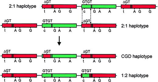 Fig. 8. Model of a possible crossover mechanism giving rise to the GTGT-containing ψNCF-1 and the prevalent A47°CGD allele. / In the top part of the figure, 2 chromosomes, each of the more common 2:1 extended haplotype, are misaligned. This event is probably most likely to occur between chromatids during meiosis. Dashed lines indicate possible sites of a double, reciprocal crossover event.NCF-1 is shown in green and its pseudogenes in red. The sequence at the start of exon 2 (GTGT or ΔGT) is shown above each gene, and the informative sequence differences (C/T in intron 1; 269G>A; 496A>G; 849A>G) are shown below (558A>G is omitted for the sake of clarity). The presence of the single (NCF-1) or duplicate (ψNCF-1) 20-bp stretch in intron 2 is indicated by bands in the body of the gene. The products of the crossover are shown in the bottom part of the figure, below the arrow. In the uppermost of these chromosomes, NCF-1 has acquired a pseudogene fragment containing ΔGT, resulting in the prevalent A47°CGD haplotype. One copy of ψNCF-1 on the lower chromosome has acquired a GTGT-containing fragment fromNCF-1 to form the Type II pseudogene (1:2 haplotype). In this model, the 3′ crossover site is based on data from subject P, but published data suggest that it is likely to vary. The exact position of the 5′ site is unknown, except that it is upstream of the C/T transition in intron 1 (see “Results and discussion”).