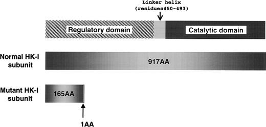 Fig. 1. The domain structure of type 1 hexokinase (HK-I) and a premature translational termination caused by the intragenic gene deletion that was identified in the Japanese HK-I variant.