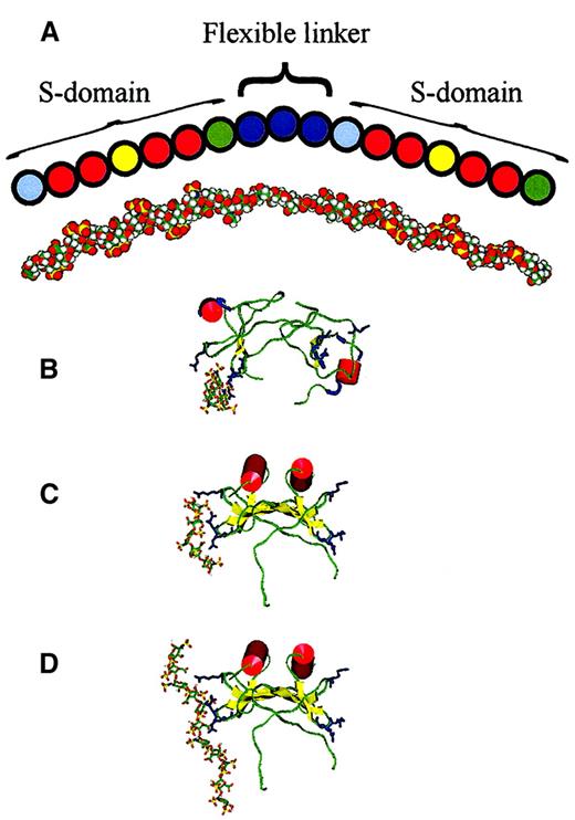 Fig. 7. Diagram and model of predicted MPD structure and models of MIP1α–heparin complexes. / (A) An empirically determined structure for MPD is depicted based on the prevalence of particular-sized nitrous acid and heparinase-resistant fragments and frequencies of cleavage sites (Figure 6) and from information on fibroblast HS S-domain composition from sequencing studies.32 Pale blue spheres, GlcA-GlcNS; red spheres, IdoA(2S)-GlcNS; yellow spheres, IdoA(2S)-GlcNS(6S); green spheres, IdoA(± 2S)-GlcNAc; and deep blue spheres, GlcA-GlcNAc (see “Results” for abbreviations). This is roughly aligned with a model of MPD presented in an extended conformation. (B-D) Heparin ligand is in stick representation and MIP1α is shown rendered to display secondary structure; red α-helix, yellow β-strands, green random coil, and pale blue turns. Basic residues predicted to bind with heparin (Arg 17 on one loop, Arg 45 and Arg 47 on an adjacent loop) are shown in deep blue. (B) Dimeric MIP1α (pdb code 1B53) and (C) dimeric MIP-1α (model based on relative orientation of monomer subunits in PF4) docked with the energetically most favorably positioned heparin pentasaccharide ligand in each case. (D) Dimeric MIP-1α, as in panel C, docked with the energetically most favorable endecasaccharide.