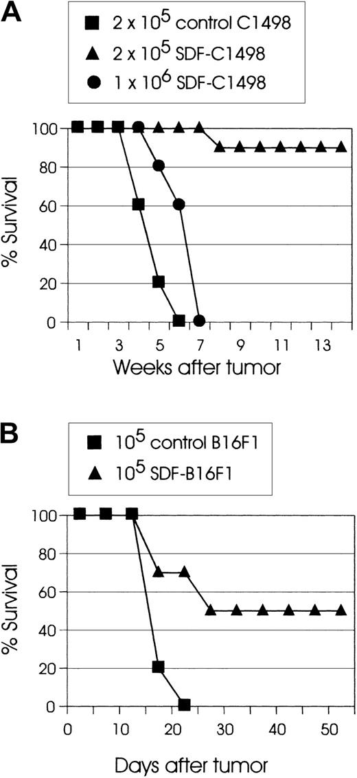 Fig. 2. SDF expression significantly reduces the in vivo tumorigenicity of tumor cells. / (A) C57BL/6 mice (10 mice/group) were injected intravenously with the indicated numbers of live SDF-C1498 cells or control C1498 cells. Mice injected with 1 × 106 SDF-C1498 (●) had some tumor growth delay as compared to control (▪) mice (P < .005), but eventually developed lethal leukemia, whereas 90% of the mice injected with 2 × 105 SDF-c1498 cells (▴) rejected their leukemia. This graph is representative of 4 independent experiments. (B) C57BL/6 mice (10 mice/group) were injected intradermally in the flank with control B16F1 (▪) or SDF-B16F1 (▴) cells. All control mice developed lethal tumors; 50% of the SDF-B16F1 mice remained tumor free (P = .0014). This graph is representative of 3 independent experiments.