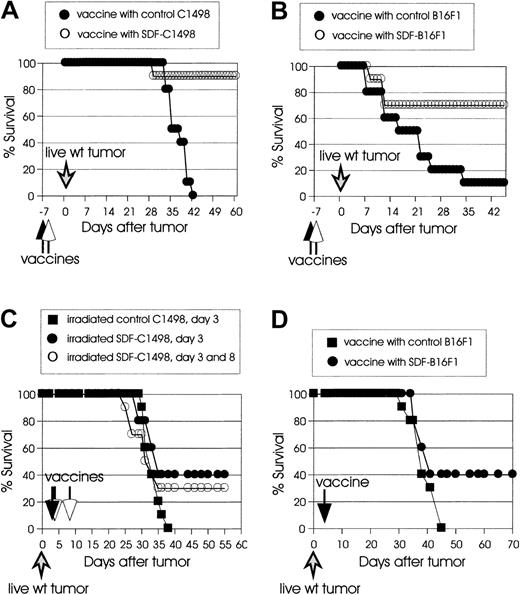 Fig. 3. Irradiated SDF-tumor cells support the induction of systemic prophylactic and therapeutic immunity. / (A) C57BL/6 mice (10 mice/group) were vaccinated intravenously with irradiated 2 × 105 control C1498 (●) or SDF-C1498 (○) cells and challenged a week later with live 2 × 105 wild-type C1498 cells. Vaccination with SDF-C1498 cells resulted in 90% protection and resistance to wild-type tumor challenge; all the mice in the control group developed lethal leukemia. The graph is representative of 2 independent experiments. (B) C57BL/6 mice (10 mice/group) were vaccinated intradermally in one flank with irradiated 105 control B16F1 (●) or SDF-B16F1 (○) cells and challenged a week later in the opposite flank with live 105 wild-type B16F1 cells. Vaccination with SDF-B16F1 cells resulted in 70% protection of the mice and resistance to wild-type tumor challenge; vaccination with wild-type B16F1 only protected 10% of the mice. The graph is representative of 2 independent experiments. (C) C57BL/6 mice (10 mice/group) were injected intravenously on day 0 with live 2 × 105 wild-type C1498 cells. On day 3, they were vaccinated intravenously with irradiated 105 control (▪) or SDF-C1498 (●) cells. A third group of mice was vaccinated twice (day 3 and 8 after live wild-type tumor inoculation) with 105 SDF-C1498 cells (○). One vaccine on day 3 resulted in 40% leukemia-free survival; vaccines on day 3 and 8 resulted in 30% leukemia-free survival. These results were replicated in a second experiment. (D) C57BL/6 mice (10 mice/group) were injected intradermally on day 0 with live 105 wild-type B16F1 cells and vaccinated on day 3 with irradiated 105 control (▪) or SDF-B16F1 (●) cells. Vaccination with SDF-B16F1 cells resulted in 40% cure of tumors and long-term tumor-free survival. The graph is representative of 2 independent experiments.