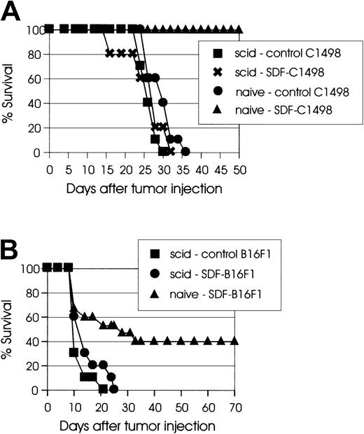 Fig. 5. Scid mice do not reject SDF-tumors. / (A) C57BL/6 scidmice (10 mice/group) were injected intravenously with 2 × 105 control C1498 (▪) or SDF-C1498 (✖) cells. Naive C57BL/6 mice injected with 2 × 105 control C1498 (●) or SDF-C1498 (▴) cells were used as control. Naive mice injected with SDF-C1498 cells rejected their tumor; all other groups of mice developed lethal leukemia. The results are representative of 2 separate experiments. (B) C57BL/6 scid mice (10 mice/group) were injected intradermally with 105 control B16F1 (▪) or SDF-B16F1 (●) cells. Control naive C57BL/6 mice were injected with 105 SDF-B16F1 (▴) cells. Forty percent of naive animals rejected SDF-B16F1 tumors and remained tumor-free. Both groups ofscid animals developed lethal tumors. Similar results were obtained in a second experiment.