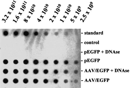 Fig. 1. Genomic titers of rAAV. / AAV/EGFP preparations and the vector plasmid pEGFP were blotted in a serial 2-fold dilution and hybridized with a random-primed transgene specific probe by standard methods. Particle titers were determined by comparing the intensity of the hybridization signals with that obtained for the vector plasmid standard of known concentration blotted on the same membrane. A DNA fragment encoding resistance for neomycin served as negative control in the hybridization reaction. DNAse treatment (0.5 μg/μL DNAse I, Boehringer Mannheim; 60 minutes at 25°C) was performed to remove free, unpackaged viral genomes.
