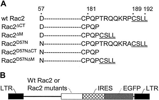 Fig. 1. Rac2 amino acid sequence and vector constructs. / (A) Schematic representation of wild-type and mutant ΔCT,ΔM, D57N, D57NΔCT, and D57NΔMRac2 carboxy-terminal amino acid sequence. The dashes denote amino acid sequences not shown. The amino acid sequences are numbered on top. (B) Schematic representation of recombinant retroviral vectors.