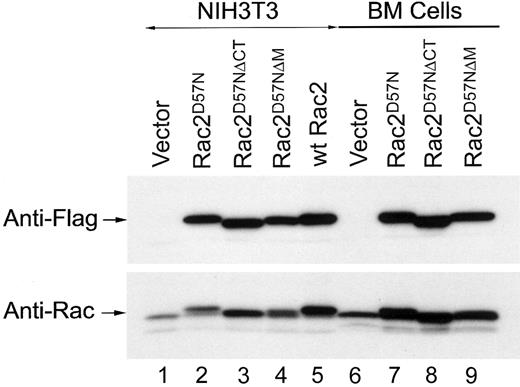 Fig. 2. Expression of mutant Rac2D57N, Rac2D57NΔCT, Rac2D57NΔM, and wild-type Rac2 proteins in transduced NIH3T3 and BM-derived myeloid cells. / Equal amounts of total protein from cell extracts from each sample was subjected to SDS-PAGE, blotted onto polyvinylidenefluoride membrane, stained with Ponceau-S (Sigma), and probed with either anti-Flag (M2) or anti-Rac antibodies. Lanes 1-5, NIH3T3 cells; lanes 6-9, bone marrow cells.