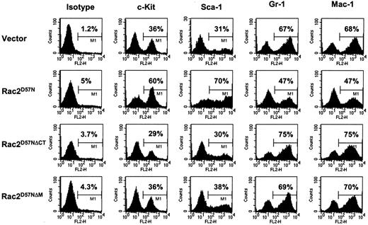 Fig. 6. Expression of lineage markers on transduced and differentiated BM cells. / After in vitro culture and differentiation for 14 days, BM cells from the respective cultures were stained with PE-conjugated isotype control, antimouse c-Kit, Sca-1, Gr-1, or Mac-1 antibodies. Live cells were gated on EGFP, and expression of the indicated antigens on the EGFP+ cells was analyzed. Percentages of cells in M1 gate are indicated. Similar results were obtained in 3 independent experiments.