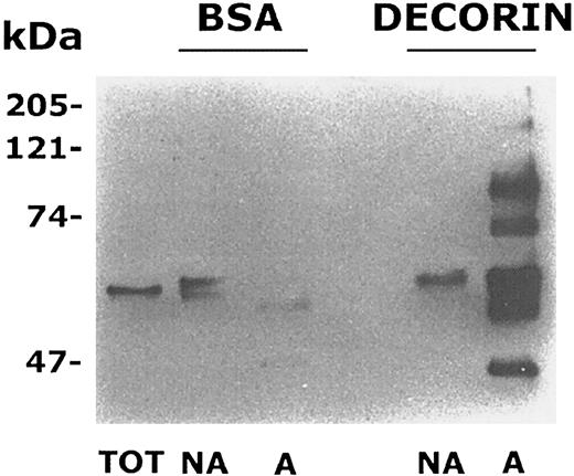Fig. 4. Platelet adhesion to decorin stimulates protein tyrosine phosphorylation. / Samples of whole cell lysates from adherent (A) and nonadherent (NA) platelets to decorin or BSA-coated dishes containing the same amount of proteins (10 μg) together with a sample of resting untreated platelets (TOT) were separated by SDS-PAGE on a 7.5% acrylamide gel. Proteins were transferred to nitrocellulose and probed with antiphosphotyrosine antibody. The positions of standard molecular weight markers are reported on the left.