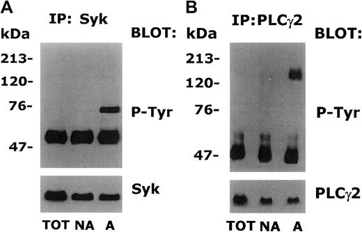 Fig. 5. Tyrosine phosphorylation of Syk and PLCγ2 in platelets adherent to decorin. / Samples of total platelets (TOT) and platelets nonadherent (NA) or adherent (A) to decorin were lysed with immunoprecipitation buffer. Aliquots of each sample containing the same amount of proteins (100 μg) were immunoprecipitated with 1 μg of anti-Syk (A) or anti-PLCγ2 (B). Immunoprecipitated proteins were separated by SDS-PAGE on a 7.5% acrylamide gradient gel and transferred to nitrocellulose. Filters were then probed with antiphosphotyrosine antibody (P-Tyr). Upon inhibition of the peroxidase-conjugated secondary antibody with NaN3, the nitrocellulose filters were reprobed with the same antibody used for immunoprecipitation (Syk or PLCγ2). The positions of standard molecular weight markers are reported on the left.