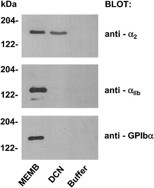 Fig. 7. Integrin α2β1 binding to biotinylated decorin immobilized on streptavidin-Sepharose. / Glycoproteins were isolated from lysed platelet membranes by affinity chromatography on concanavalin A-Sepharose. Biotinylated decorin was added to an aliquot of platelet glycoproteins and incubated for 2 hours at room temperature. Then, streptavidin-Sepharose was added to the sample and incubated for a further hour. As a negative control, an aliquot of membrane glycoproteins was incubated with buffer instead of biotinylated decorin, followed by addition of streptavidin-Sepharose. Proteins recovered from the control sample (buffer) and from the sample incubated with biotinylated decorin (DCN), together with an aliquot of the membrane glycoproteins preparation (MEMB), were separated by SDS-PAGE on a 7.5% acrylamide gel and transferred to nitrocellulose. Filters were probed with an antibody against the α2 subunit of integrin α2β1 (antibody 1936) and then reprobed with antibodies against the αIIb subunit of integrin αIIbβ3 and against the GPIbα subunit of the GPIb-V-IX complex, as indicated on the right. The positions of molecular weight markers are reported on the left.