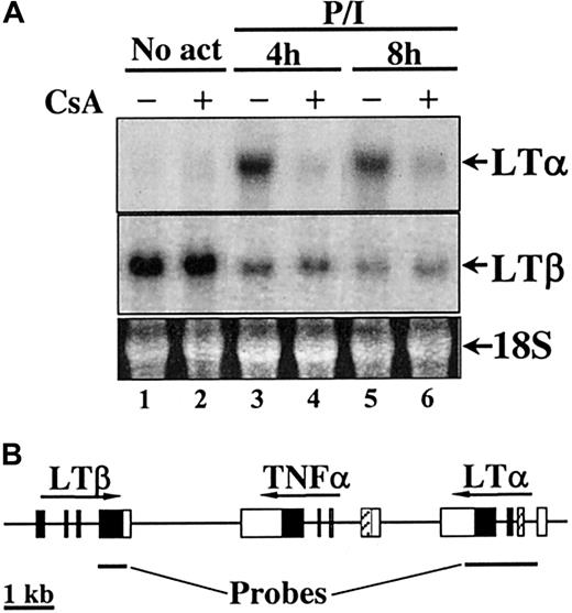 Fig. 1. Regulation of LTα and LTβ transcription in primary human cells. / (A) Northern blot analyses of LTα and LTβ mRNA levels in human PBMC. (B) Location of LTα and LTβ hybridization probes within the human TNF-α locus. Cells were treated with 20 ng/mL PMA plus 2 μM ionomycin (P/I) in presence (+) or absence (−) of CsA (400 nM), as indicated. CsA was added 30 minutes prior to activation. No act indicates nonactivated control. RNA (10μg) from 5 to 10 × 106 cells taken at indicated time points was used for Northern analysis. Ethidium bromide staining of 18S RNA at the bottom panel is shown as RNA loading control.