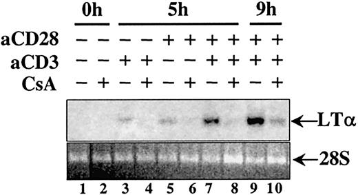 Fig. 2. CsA inhibits LTα mRNA levels in anti-CD3 or anti-CD28 activated PBMCs. / PBMCs were treated with 5 ng/mL anti-CD3 antibodies (aCD3), 5 ng/mL anti-CD28 antibodies (aCD28), or 5 ng/mL anti-CD3 plus 5 ng/mL anti-CD28 antibodies in the presence (+) or absence (−) of CsA (400 nM), as indicated. CsA was added 30 minutes prior to activation. See Figure 1 and “Materials and methods” for details.