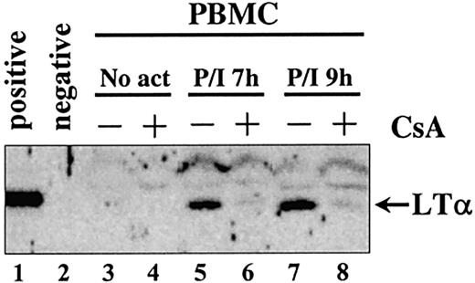 Fig. 3. CsA inhibits LTα protein expression in PBMCs. / Cells were treated with 20 ng/mL PMA plus 2 μM ionomycin (P/I) in the presence (+) or absence (−) of 400 nM CsA for the indicated time in hours (h). CsA was added 30 minutes prior to activation. For each time point extracts from 108 cells were immunoprecipitated with antipeptide rabbit polyclonal serum no. 3236. Proteins were detected by subsequent Western blotting with the same antiserum. Extracts from CHO cells stably transfected with LTα and LTβ expression construct were used as positive control; untransfected CHO cells were used as negative control.