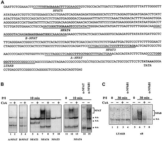 Fig. 4. PMA/ionomycin-inducible and CsA-sensitive NFAT binding in human LTα promoter. / (A) Sequence of human LTα promoter. Predicted NFAT and NFκB sites are in bold, sequences of the corresponding oligonucleotide probes are underlined. (B) Binding to NFAT probes. PBMCs were treated with 100 ng PMA and 2 μM ionomycin for 10 minutes (P/I) in the presence (+) or absence (−) of 400 nM CsA. CsA was added 30 minutes prior to activation. Nuclear extracts from 1 to 3 × 107/mL PBMCs were analyzed in EMSA with different predicted NFAT-binding probes from human LTα promoter. Specificity of PMA/ionomycin-inducible and CsA-sensitive NFAT binding to NFAT4 site was confirmed by abolishing the binding with anti-NFAT, but not anti-NFκB1 sera. (C) NFκB binding. Brackets indicate the location of NFAT (B) or NFκB (C) complexes. *NS indicates nonspecific bands.