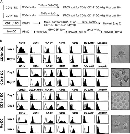 Fig. 1. Generation, isolation, and characterization of different DC subsets. / (A) A brief scheme for the preparation of each DC subset. Each subset of DCs was prepared as described in “Materials and methods.” CD1a+ DCs and CD14+ DCs were generated from CD34+ hematopoietic progenitor cells in the presence of TNF-α/GM-CSF and TNF-α/IL-3, respectively. CD1a+ DCs and CD14+ DCs were sorted according to their surface phenotype at day 8 and day 18. CD11c− DCs were either freshly isolated from PBMCs at day 0 or matured for 5 days in the presence of IL-3 and CD40L. MoDCs were derived from monocytes by culturing with IL-4 and GM-CSF for 7 days and then cultured for 2 more days for maturation in monocyte-conditioned medium supplemented with TNF-α. Lin− means TCR−CD14−CD16−CD19−CD56−. (B) Surface phenotype of each DC subset in immature and mature stages. Cells were stained with fluorescence-conjugated monoclonal antibodies (Becton Dickinson) shown above each image. Photographs of the DC subset on the right were taken on day 18 for CD1a+ DCs and CD14+ DCs, day 5 for CD11c− DCs, and day 9 for MoDCs, respectively (magnification × 400).