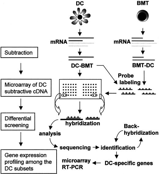 Fig. 2. Entire strategy for the identification and characterization of DC-associated genes. / DC denotes an equal mixture of 3 different DC subsets, including CD1a+, CD11c−, and CD14+ DCs. BMT denotes the mixture of B cells, monocytes, and T cells in equal amounts. The cDNA subtractions were performed in either direction. Subtracted DC cDNA clones were immobilized on a microarray and subjected to differential screening. Among the clones selected for DC-preferred transcription, redundant clones were screened out and the remainder were further investigated for sequence identity. For the ones of interest, a DC subset–specific expression profile was elucidated by a newly designed microarray and RT-PCR analysis.