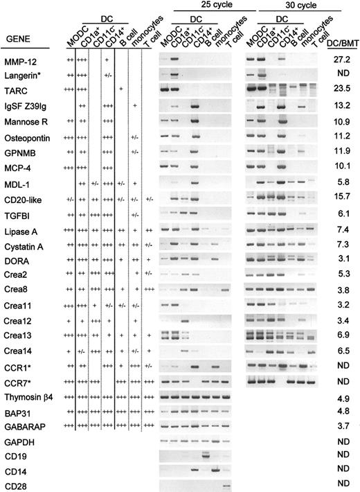 Fig. 3. Expression profile of DCassociated genes in each DC subset. / Semiquantitative RT-PCR was performed on cDNA isolated from MoDCs, CD1a+ DCs, CD11c− DCs, and CD14+DCs, B cells, monocytes, and T cells, respectively, and the PCR products were analyzed at 25 and 30 cycles of PCR. The result of RT-PCR was summarized with differential marking: (+++) for higher expression and (++) for lower expression detectable after 25 cycles of PCR; (+) and (+/−) for expression detectable only after 30 cycles of PCR and marginally detectable even after 30 cycles of PCR, respectively. GAPDH was used for normalization of each cDNA amount. CD19, CD14, and CD28 were used as control genes for B cells, monocytes, and T cells, respectively. The ratio of DC/BMT represents the degree of DC specificity of each clone as determined by microarray analysis and as described in Table 1. Genes not detected by differential screening were indicated by an asterisk. ND denotes not determined in this study.