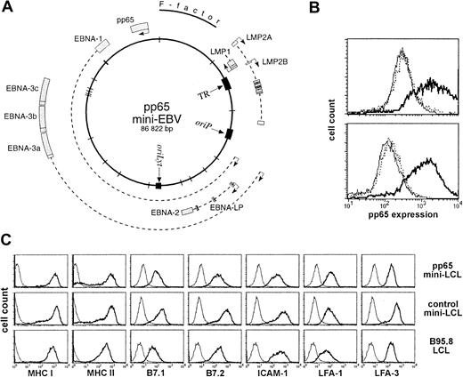 Fig. 1. A mini-EBV plasmid for immortalization of B cells and expression of pp65. / (A) Map of the pp65 mini-EBV plasmid. The pp65 gene is constitutively expressed from an SV40 promoter. (B) Expression of pp65 in mini-EBV–immortalized B-cell lines (mini-LCLs). A pp65 mini-LCL (solid line), a control mini-LCL (thin line), and an EBV B95.8 LCL (dotted line) from the same donor were fixed, permeabilized, stained with monoclonal pp65 antibody 981, and analyzed on a flow cytometer. Upper plot, cell lines from donor a41; lower plot, cell lines from donor F22. (C) Surface expression of MHC class I and II, B7.1 and 2, LFA-1, LFA-3, and ICAM-1 on a pp65 mini-LCL, a control mini-LCL, and a B95.8 LCL from donor no. 4.