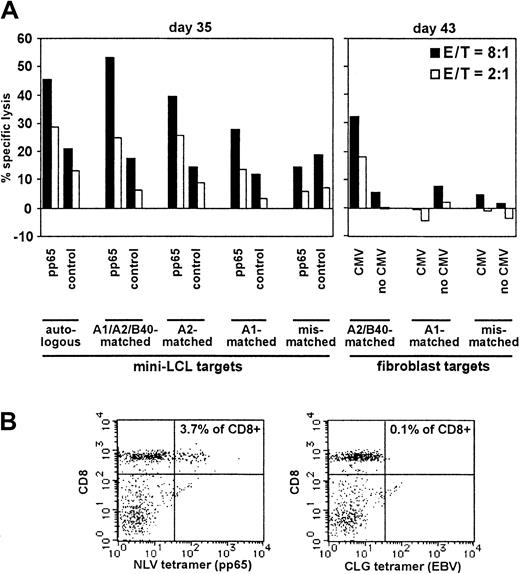 Fig. 5. Analysis of pp65 mini-LCL–stimulated T cells from a donor (no. 3) seropositive for both CMV and EBV. / (A) The T-cell population was tested for cytotoxic activity against diverse target cells by chromium release on days 35 and 43, as indicated. (B) The same T-cell culture was analyzed for NLV and CLG tetramer staining (day 32 of cultivation).