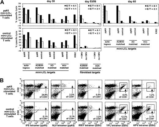 Fig. 6. Analysis of pp65 mini-LCL–stimulated and control mini-LCL–stimulated T cells from the CMV+, EBV+ donor no. 4. / (A) Cytotoxic activities of the T-cell cultures, assayed on cultivation days 30, 53, 56, and 60 by chromium release. (B) Both T-cell populations were analyzed by tetramer staining on day 34. Tetramers used were IPS (pp65, B35-restricted), NLV (pp65, A2-restricted), RRIY (EBV EBNA3C, B27-restricted), YPL (EBV EBNA3A, B35-restricted), and HPV (EBV EBNA1, B35-restricted).