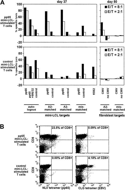 Fig. 7. Analysis of pp65 mini-LCL–stimulated and control mini-LCL–stimulated T cells from the CMV+, EBV+ donor no. 5. / (A) Cytotoxic activities were assayed on cultivation days 37 and 50 by chromium release. (B) The T-cell populations were analyzed by tetramer staining on day 49.