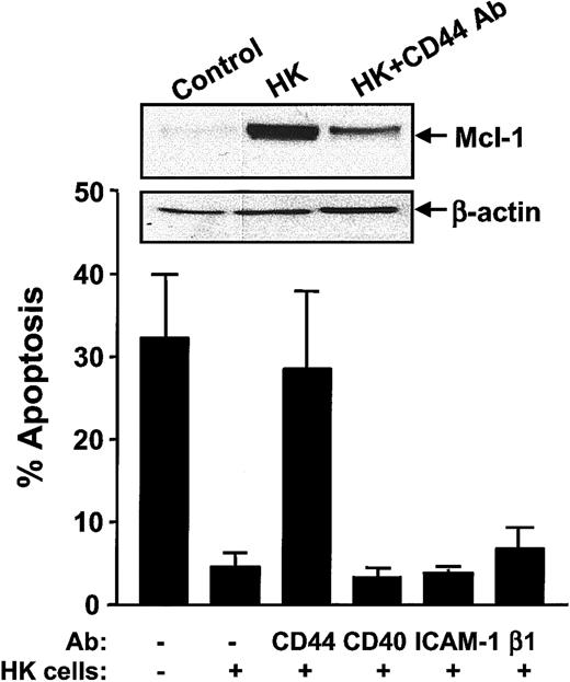 Fig. 6. CD44 is required for HK-induced protection of CLL B cells. / CLL B cells were cultured for 24 hours alone or together with HK cells in the presence or absence of 10 μg/mL CD44, CD40, ICAM-1, or β1-integrin neutralizing antibodies. CLL B cells were recovered from cultures, and the percentage of apoptotic cells was determined by annexin V–FITC/PI double staining by means of flow cytometric analysis (n = 7). Simultaneously, protein-containing lysates were prepared, and 12.5 μg per lane protein from each lysate was analyzed by SDS-PAGE/immunoblot assay with the use of antibodies specific for Mcl-1 or β-actin. (One representative experiment of a total of 3 is presented.)