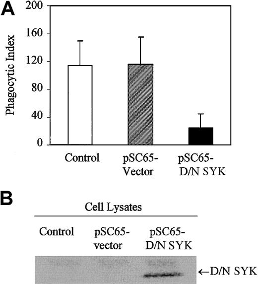 Fig. 1. Dominant-negative SYK inhibits phagocytosis. / (A) Phagocytosis of IgG-sensitized sRBCs by noninfected J774A.1 cells (control), cells infected with recombinant vaccinia virus containing empty vector (pSC65-vector), or cells infected with dominant-negative SYK (pSC65-D/N SYK). The cells were infected with vaccinia viruses or empty vector for 4 hours at 37°C with 5% CO2, after which they were subjected to IgG-sensitized sRBCs in fresh medium at a target-to-effector ratio equal to 100:1 for 2 hours at 37°C. Nonengulfed sRBCs were lysed by water shock and the cells were fixed and stained with Wright Giemsa staining before the phagocytic index was counted. Columns indicate phagocytic index of J774A.1 (mean ± SD). (B) Western blot analysis shows expression of dominant-negative SYK in J774A.1 cells infected with different recombinant vaccinia viruses: lane 1, no vector; lane 2, empty vector; lane 3, dominant-negative SYK.